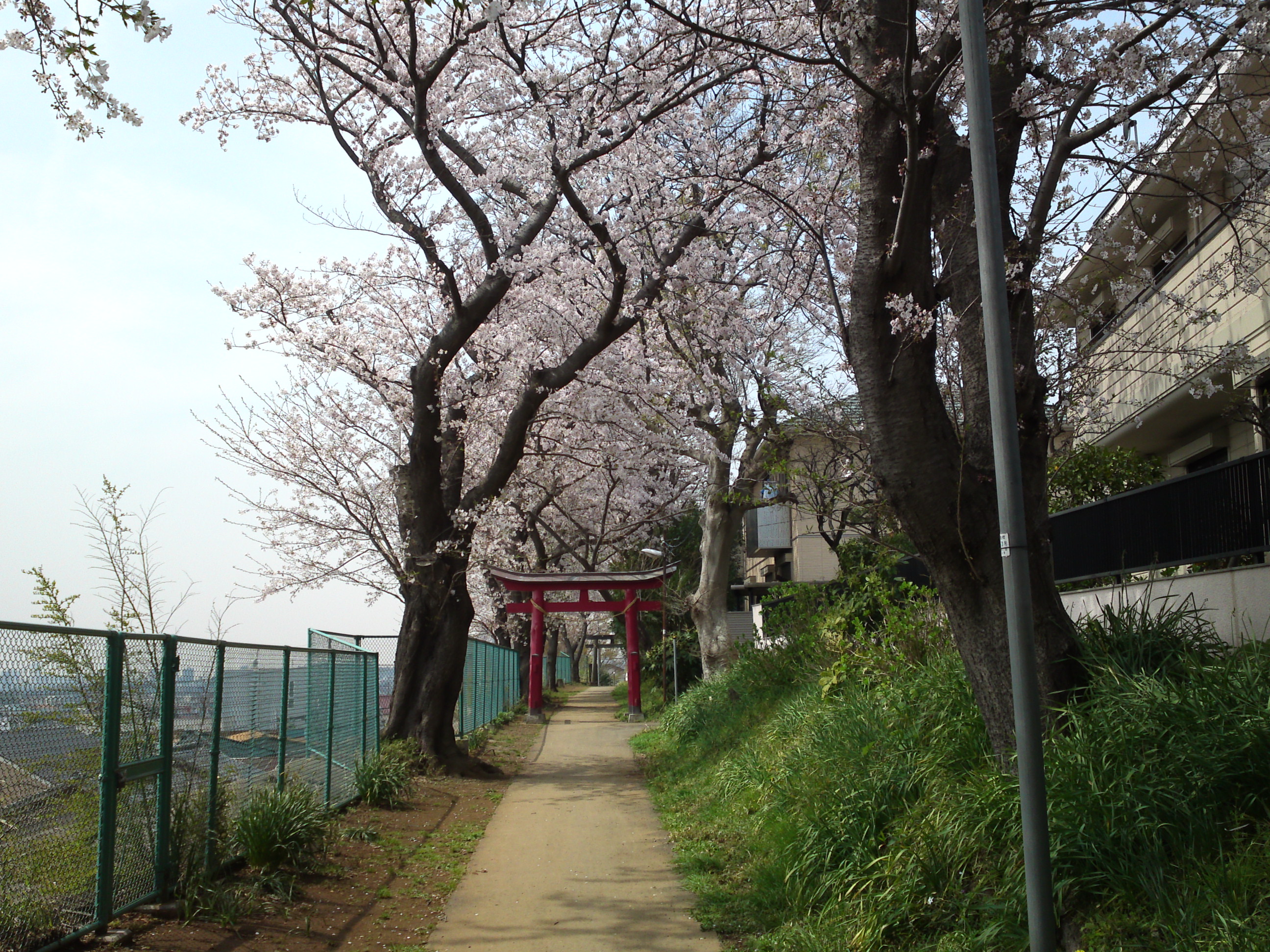 2016年桜の花咲く白幡神社参道９