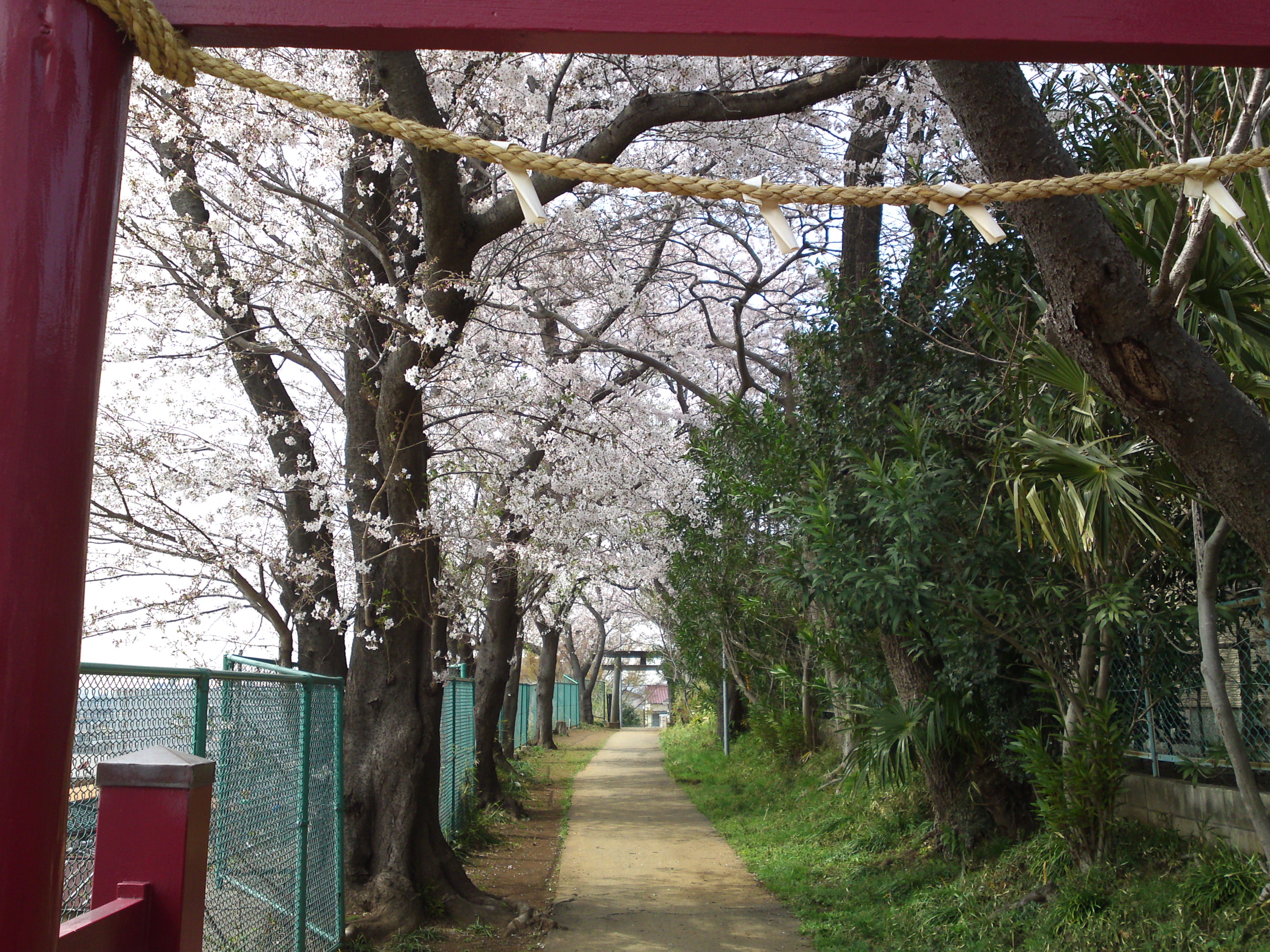 2016年桜の花咲く白幡神社参道１０
