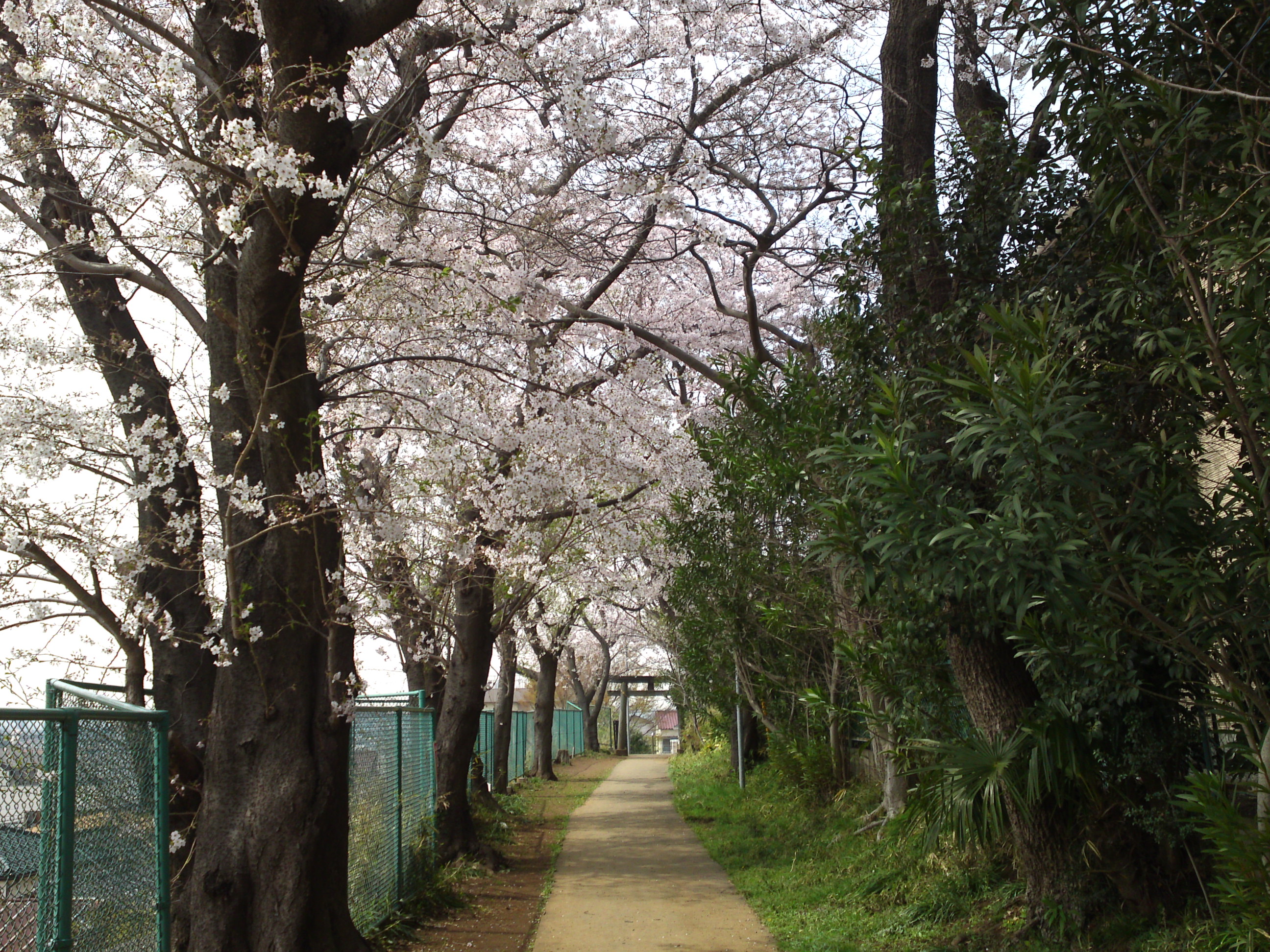 2016年桜の花咲く白幡神社参道１２