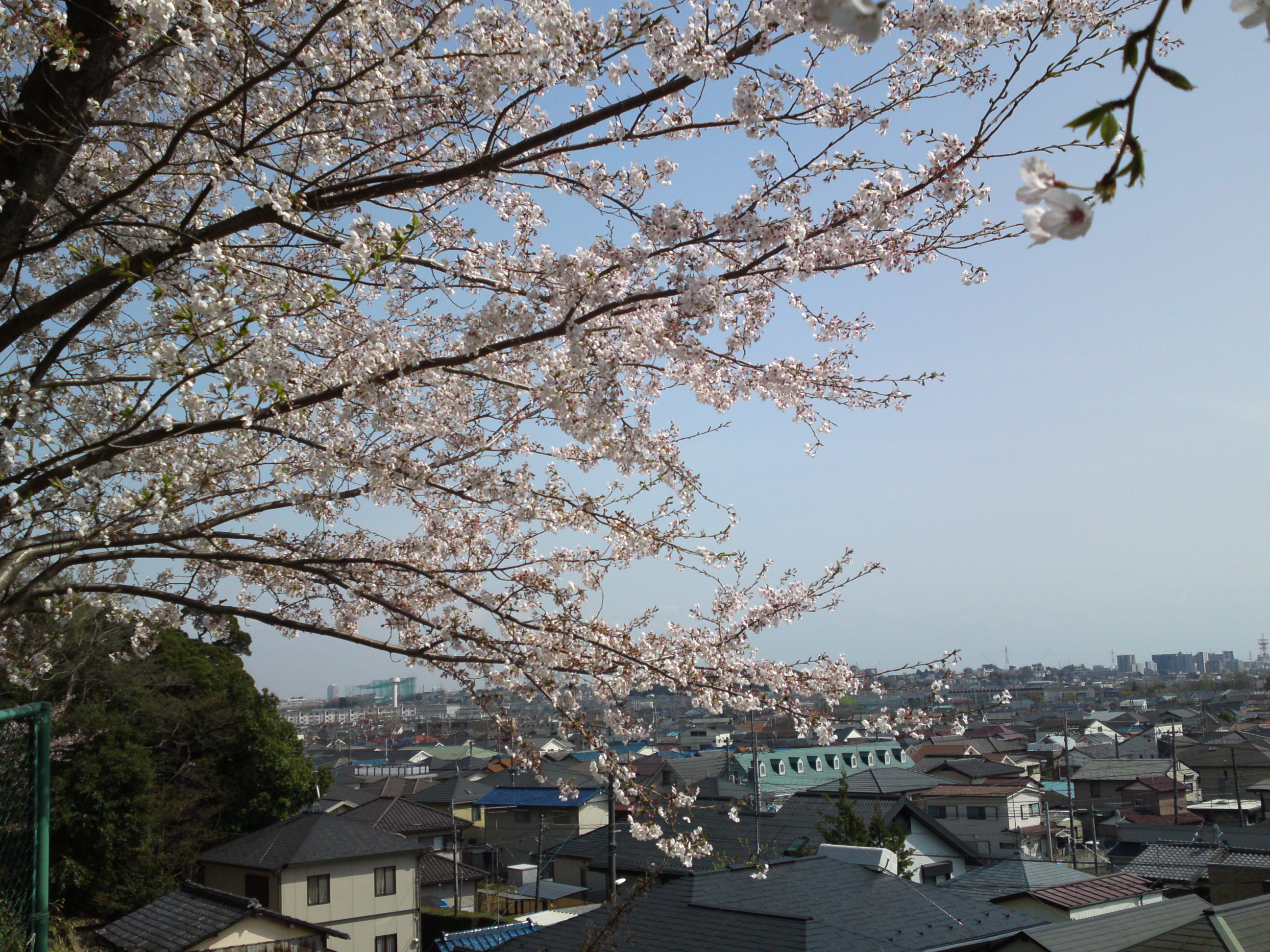 白幡神社に咲く桜３