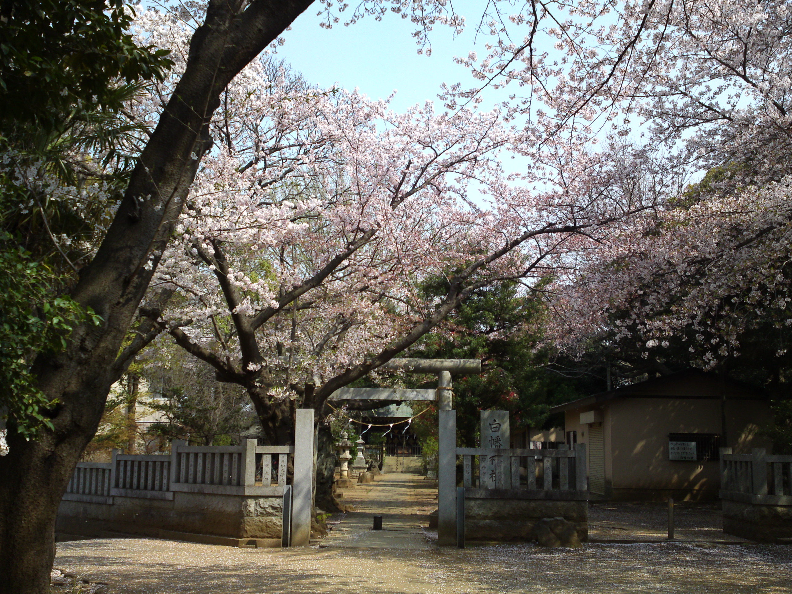 白幡神社に咲く桜６