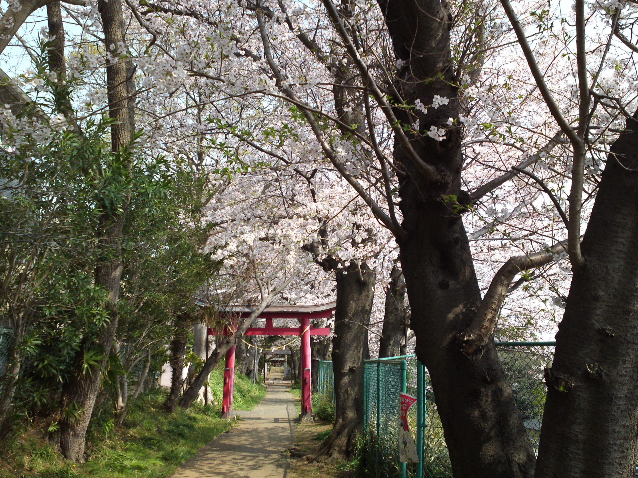 白幡神社に咲く桜４