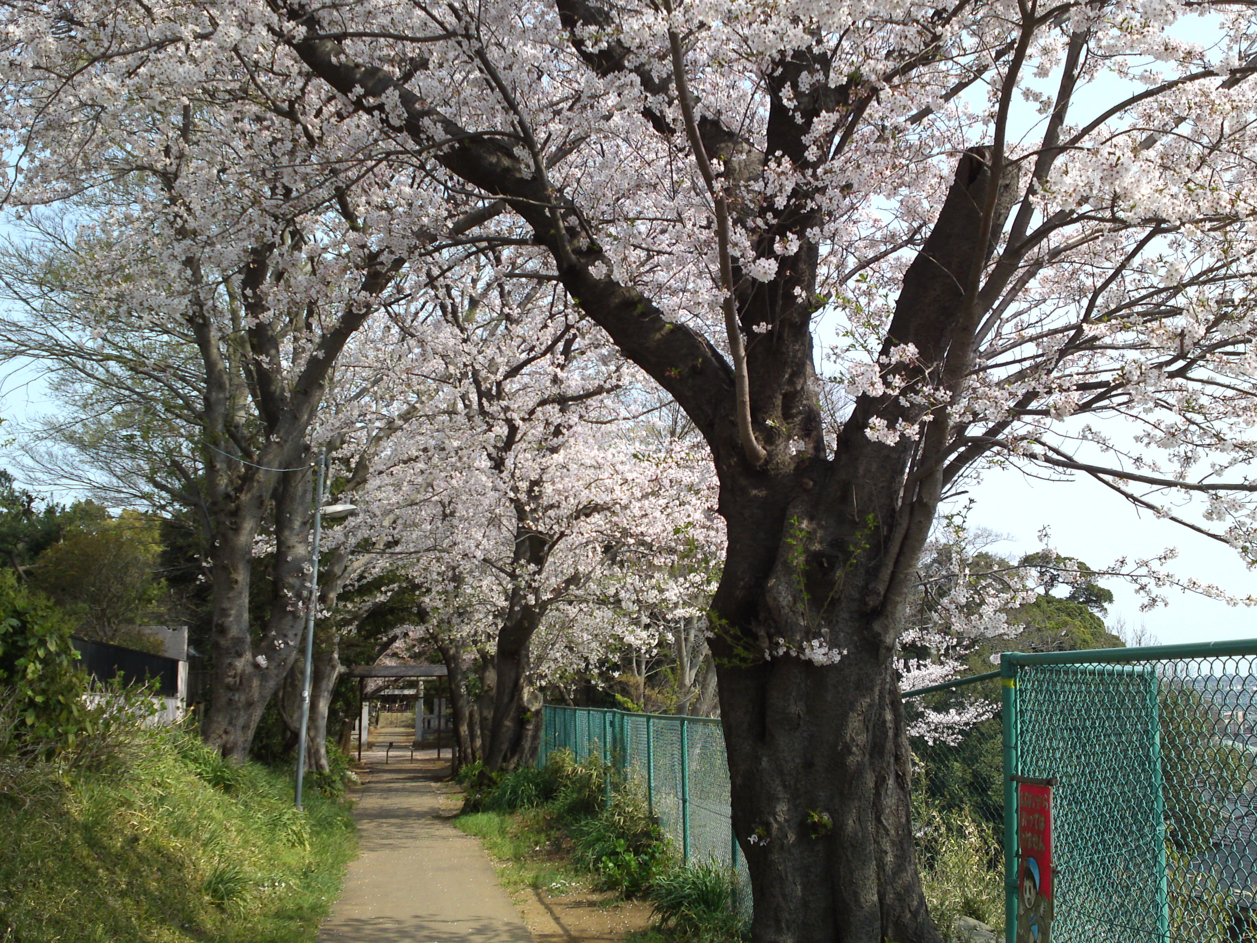 白幡神社に咲く桜５
