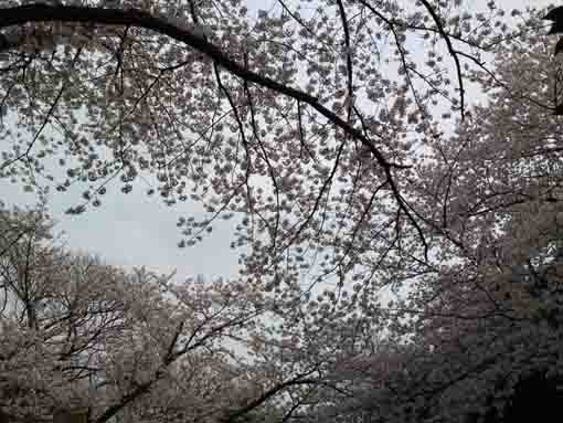 白幡神社大鳥居前の桜の天井