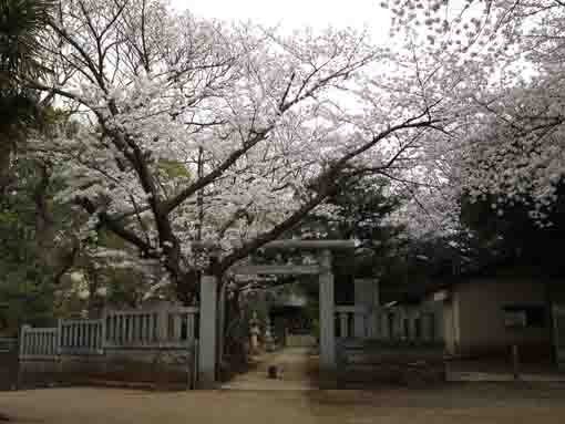 白幡神社境内の桜