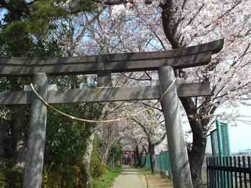 白幡神社一の鳥居からの桜並木