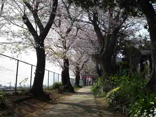 満開の桜と白幡神社参道