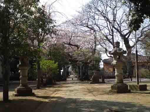 白幡神社本殿からの桜並木