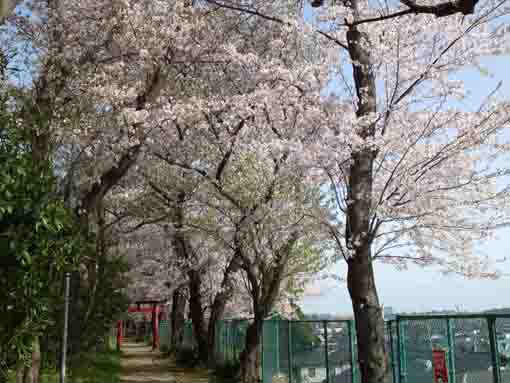 Shirahata Jinja Shrine