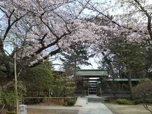 白幡天神社西門と桜