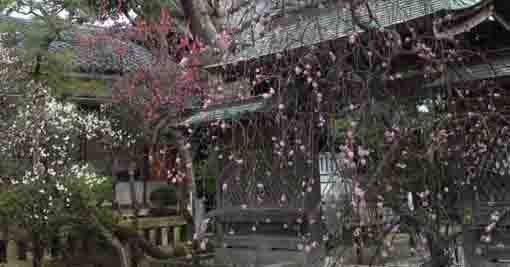 red and white ume blossoms in the shrine