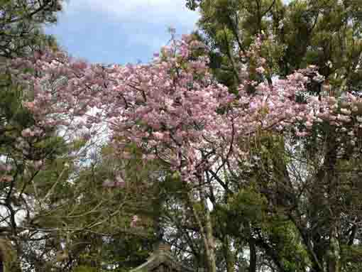 drooping sakura trees at the shrine