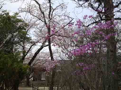 桜の季節の白幡天神社庭園