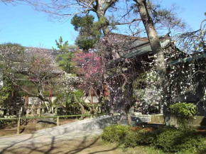 the plum trees at Shirahata Tenjinsha Shrine