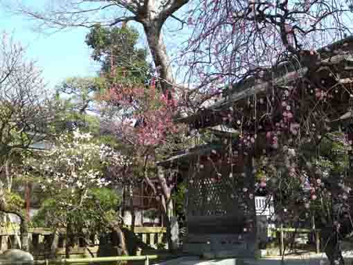 ume blossoms under the fine weather