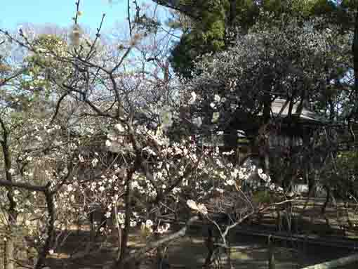 white plum blossoms at Shirahata Tenjinsha
