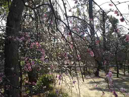 枝垂れ梅越しの庭園