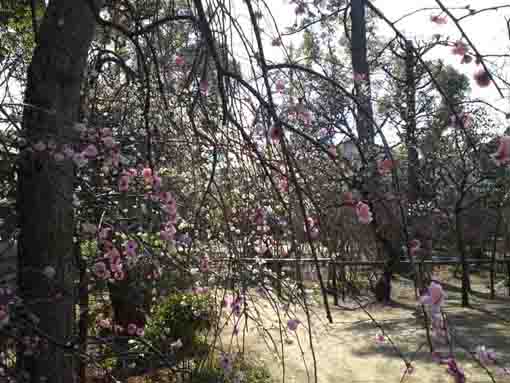 drooping plum tree at Shirahata Tenjinsha