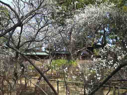 white ume blossoms at Shirahata Tenjinsha