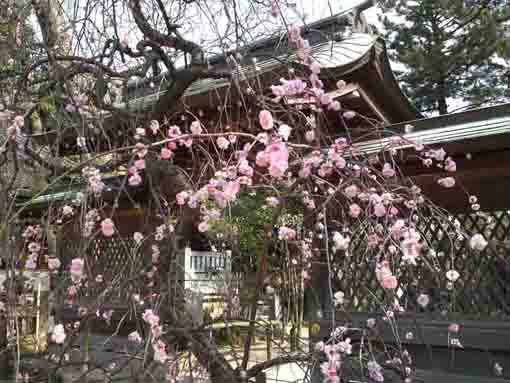 ume blossoms and the west gate