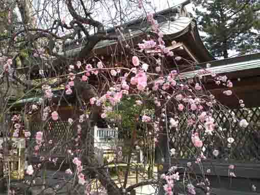 Ume in Shirahata Tenjinsha