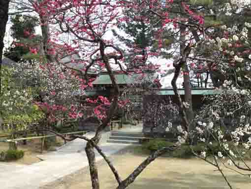 ume trees at Shirahata Tenjinsha Shrine