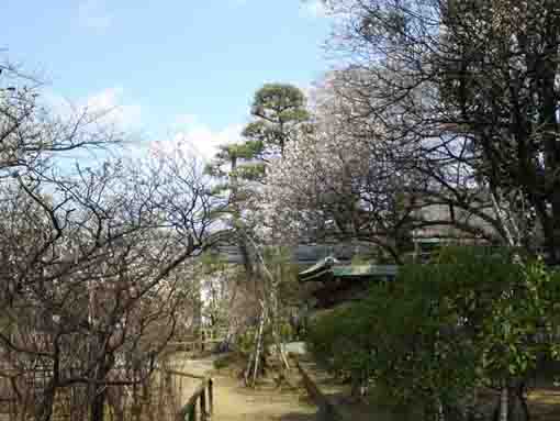 a path in the Ume garden in the shrine
