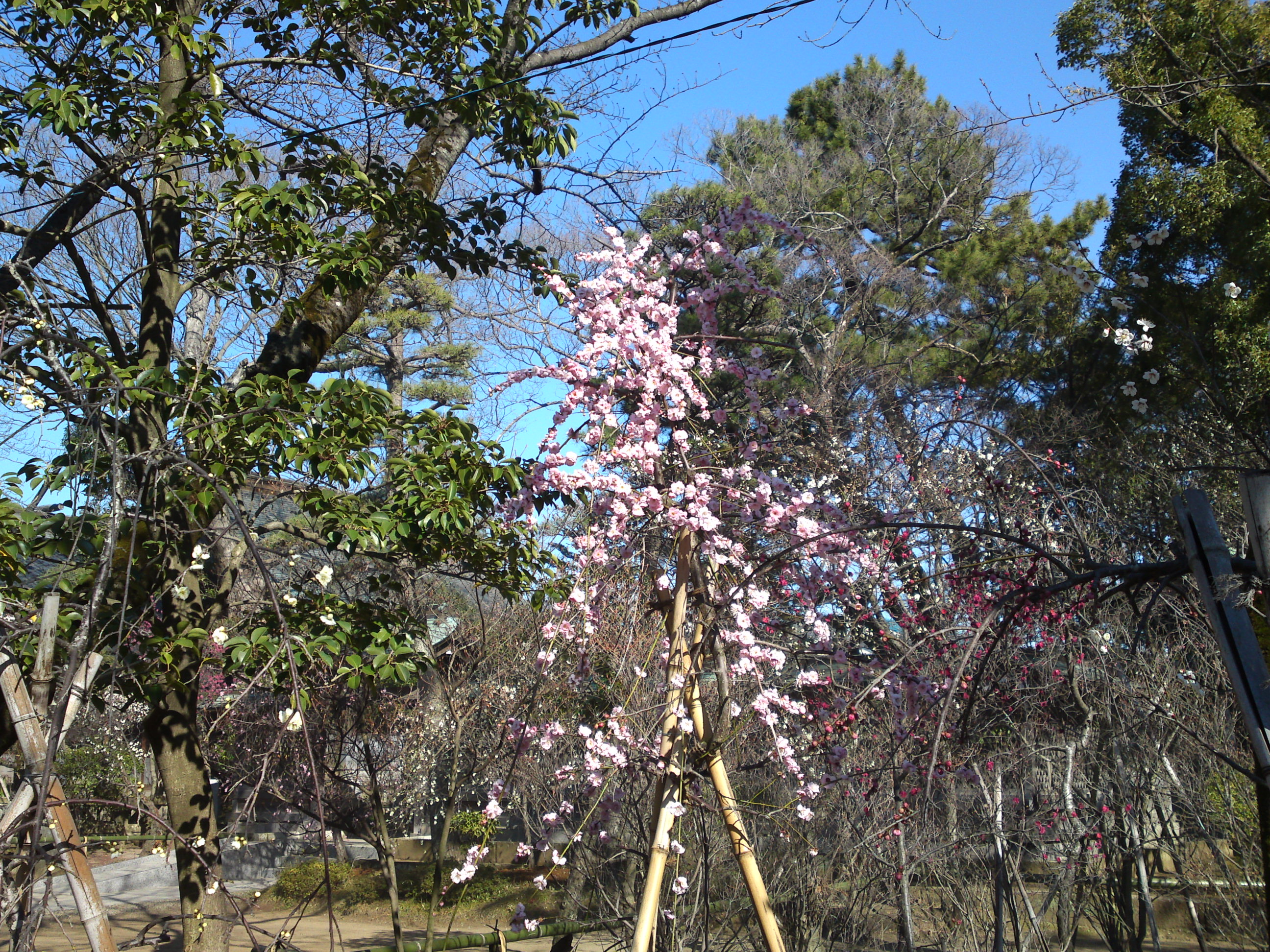 2016年早春梅の花咲く白幡天神社の写真１