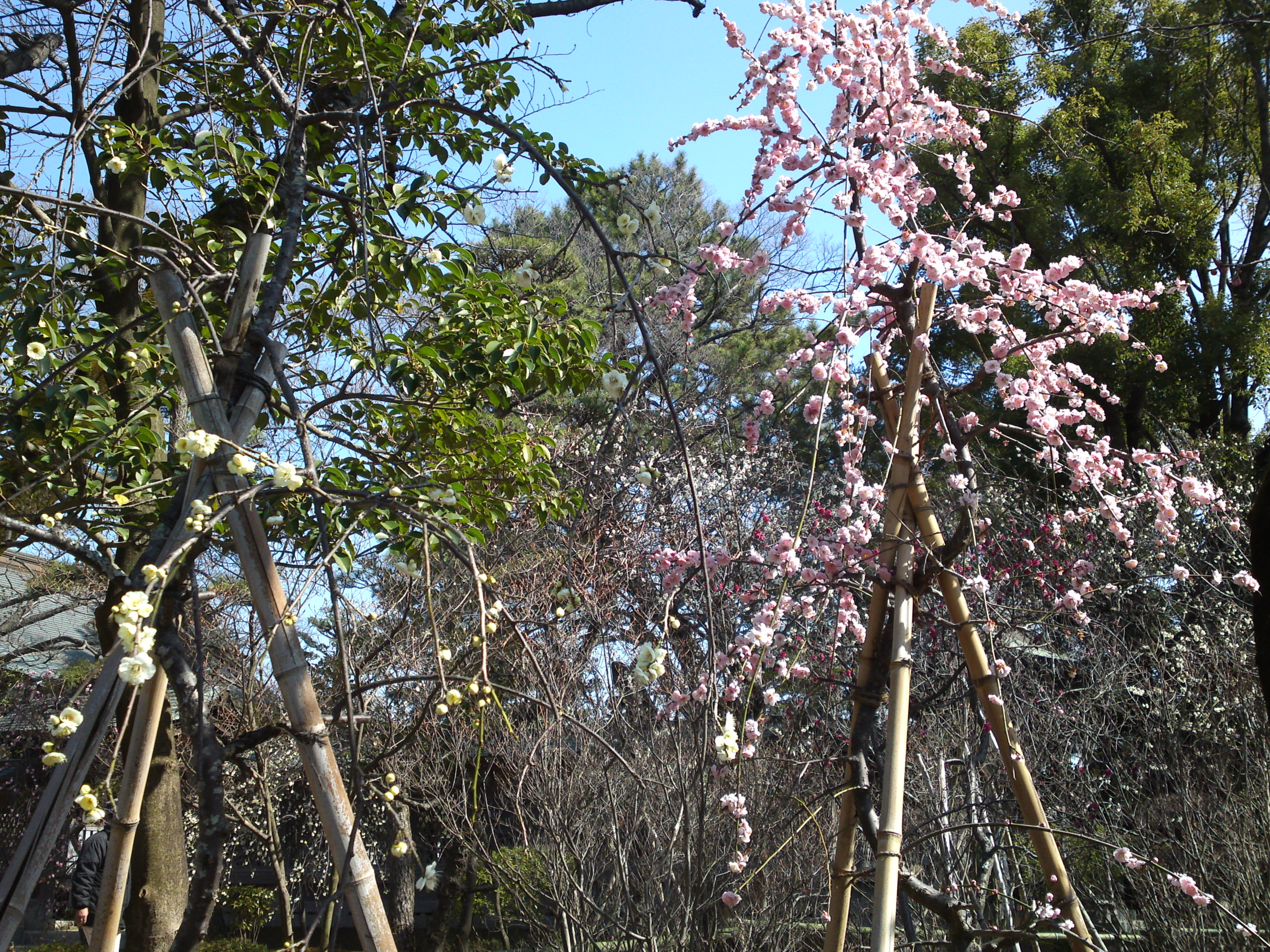 2016年早春梅の花咲く白幡天神社の写真２
