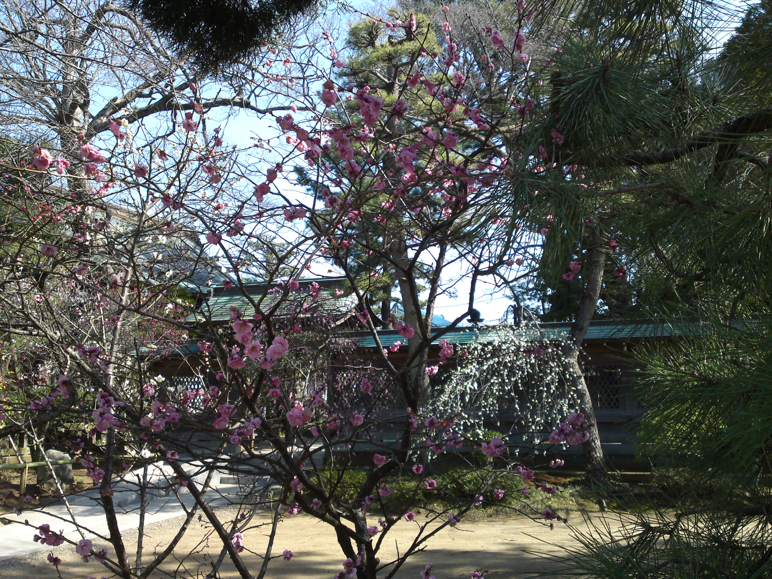 2016年早春梅の花咲く白幡天神社の写真３