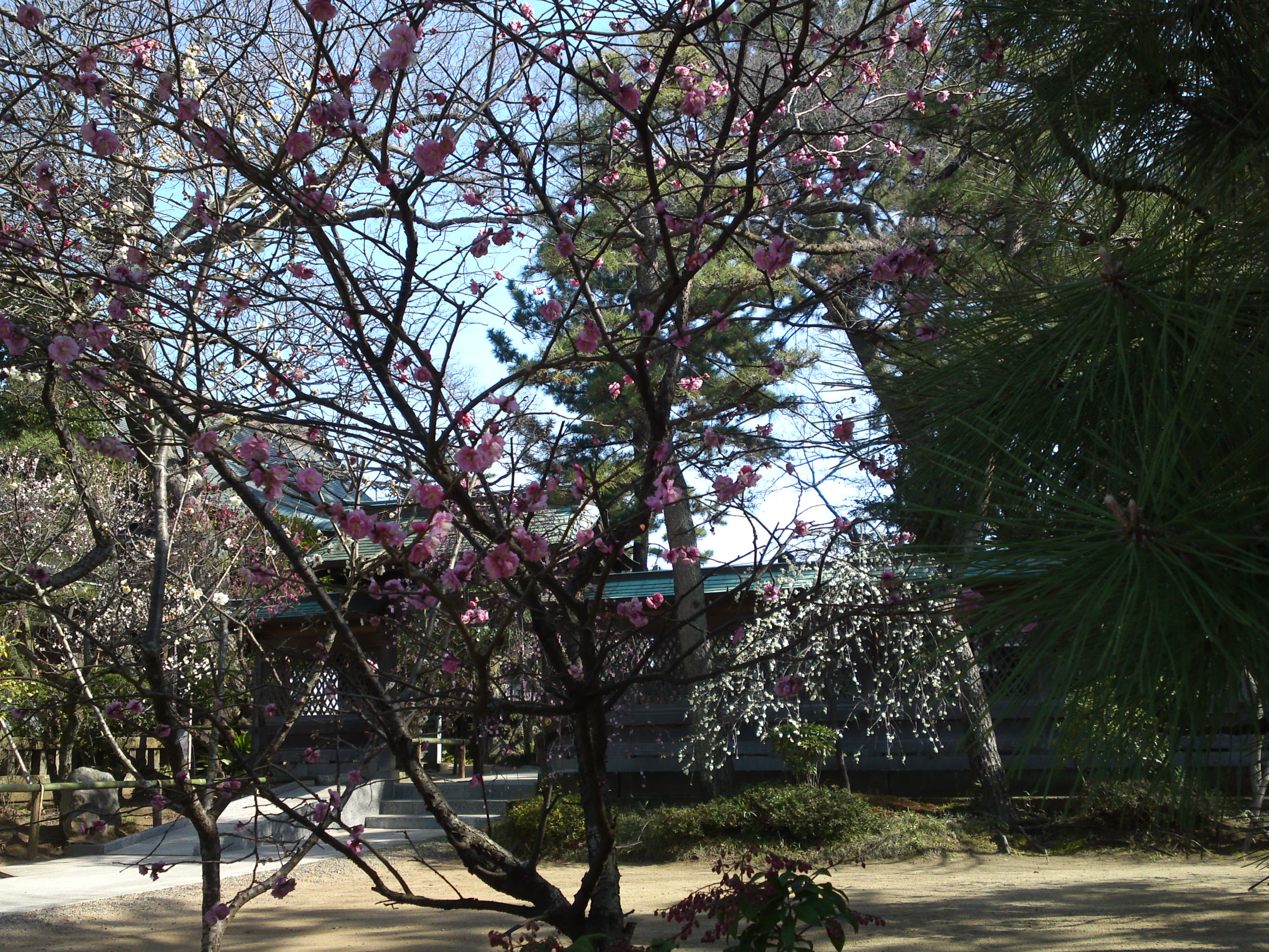 2016年早春梅の花咲く白幡天神社の写真４