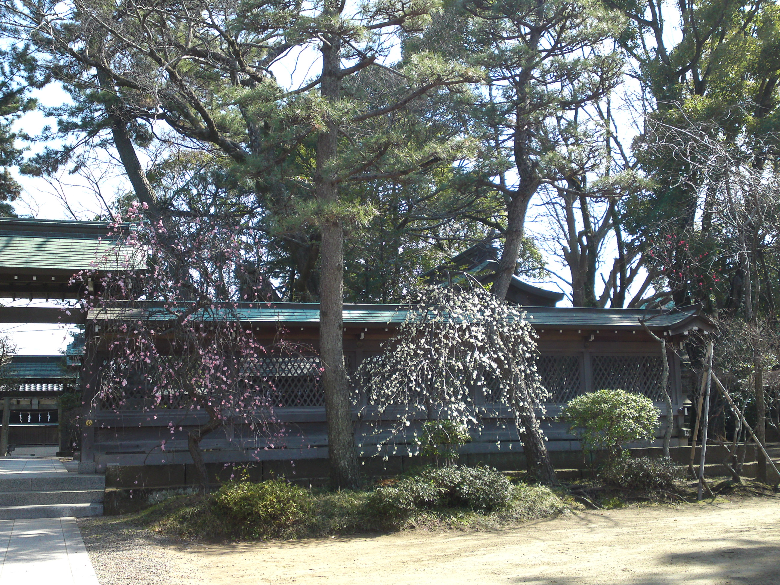2016年早春梅の花咲く白幡天神社の写真６