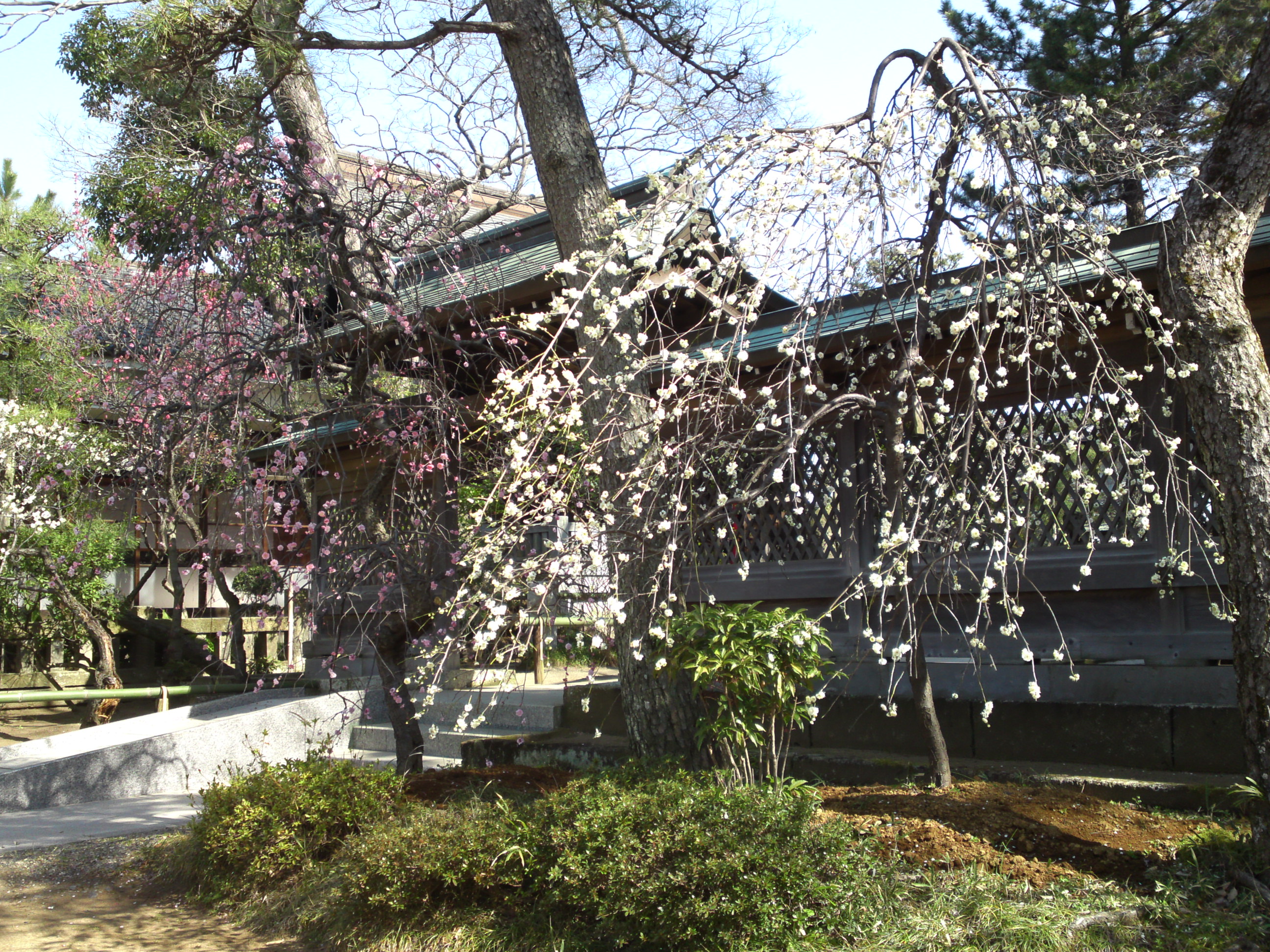 2016年早春梅の花咲く白幡天神社の写真８