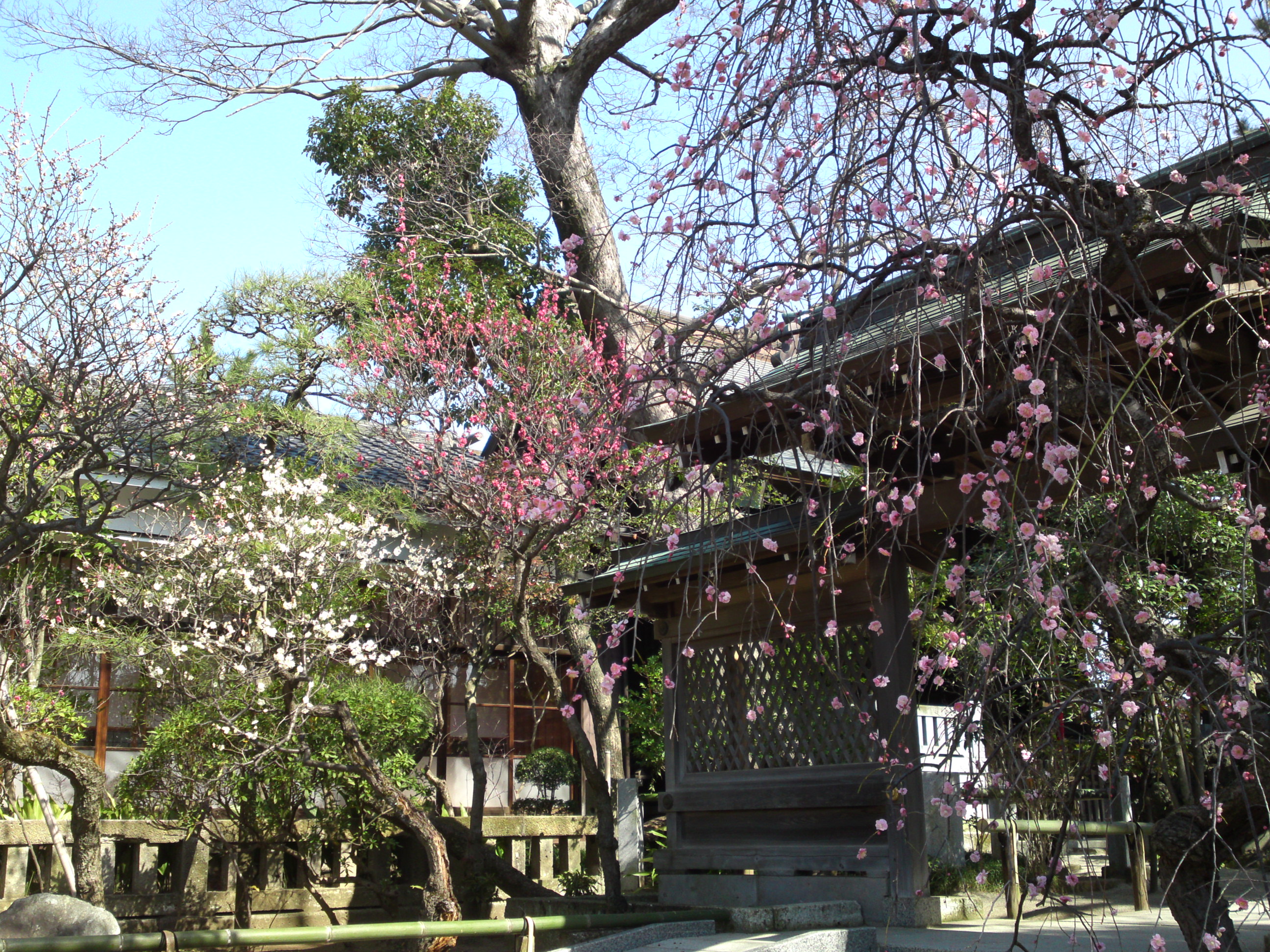 2016年早春梅の花咲く白幡天神社の写真９