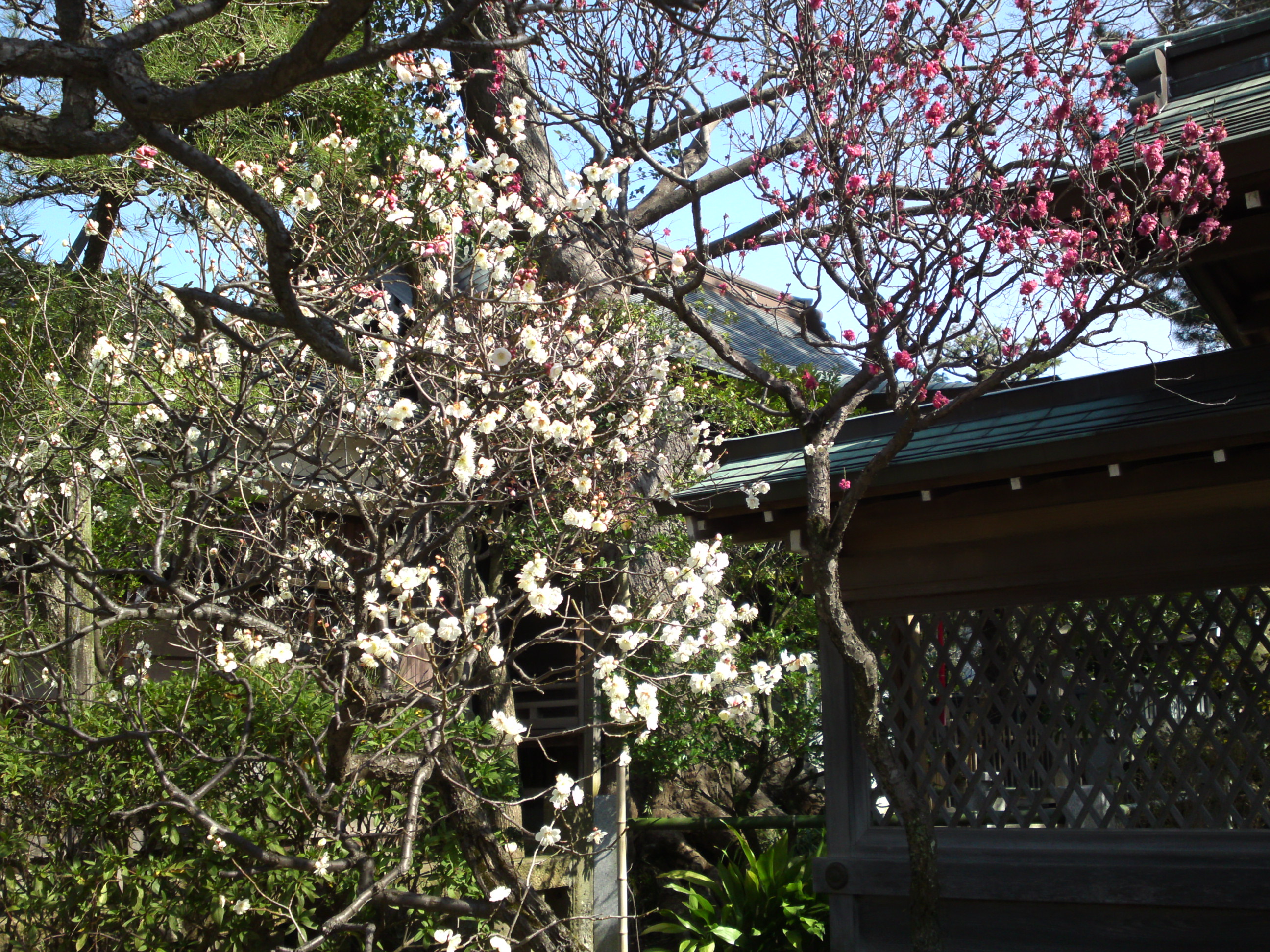 2016年早春梅の花咲く白幡天神社の写真１１