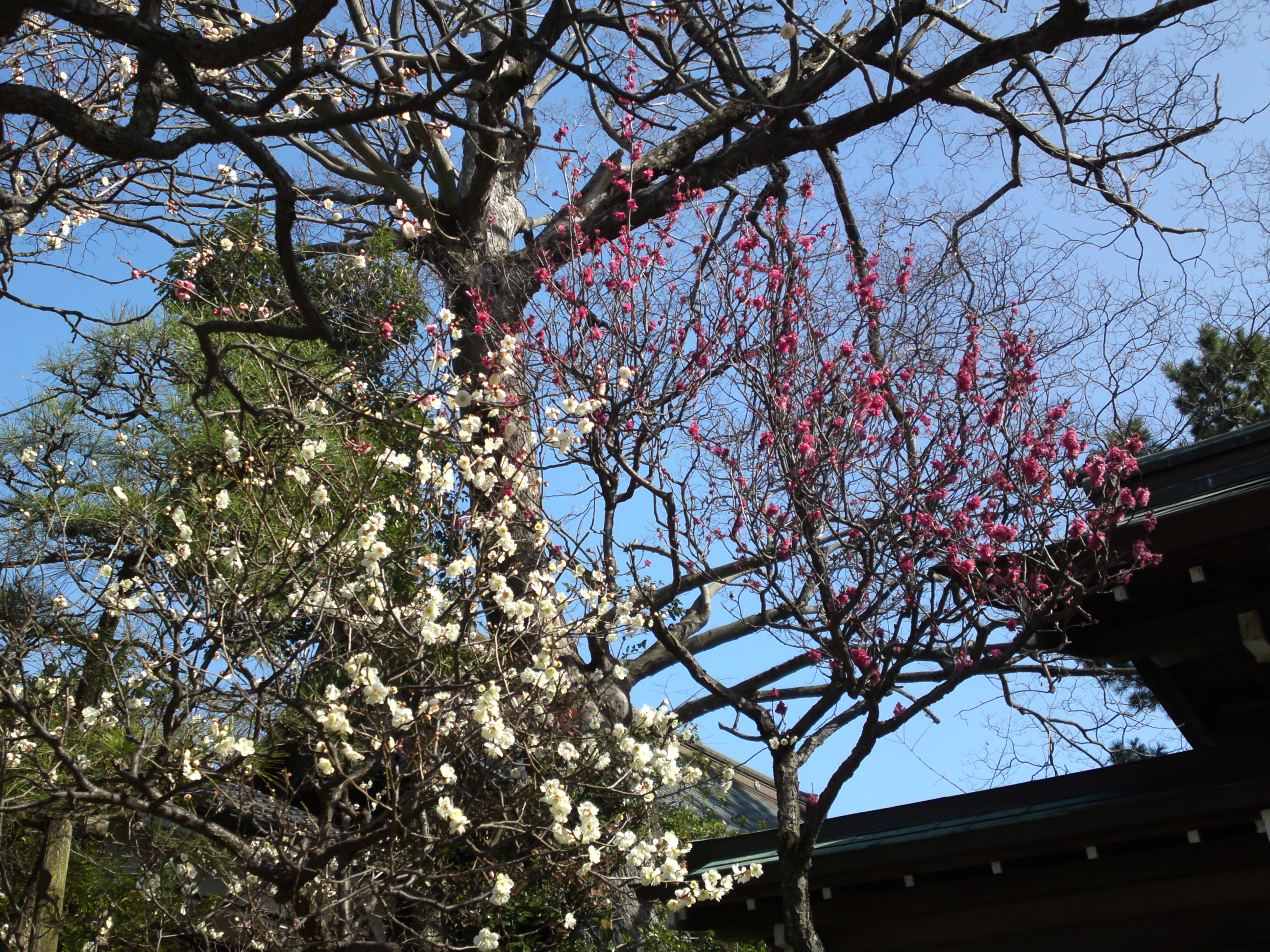 2016年早春梅の花咲く白幡天神社の写真１２