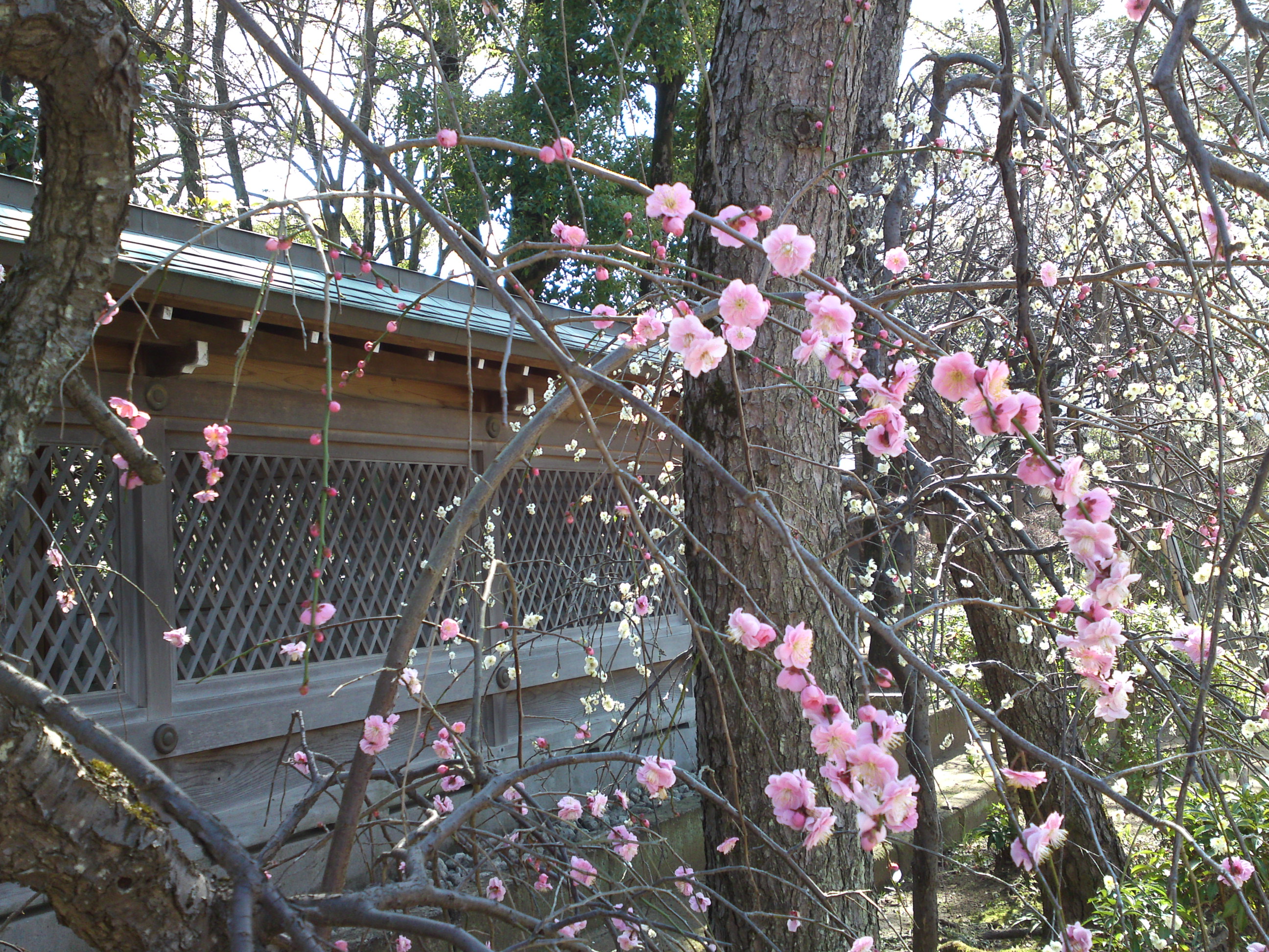 2016年早春梅の花咲く白幡天神社の写真１３