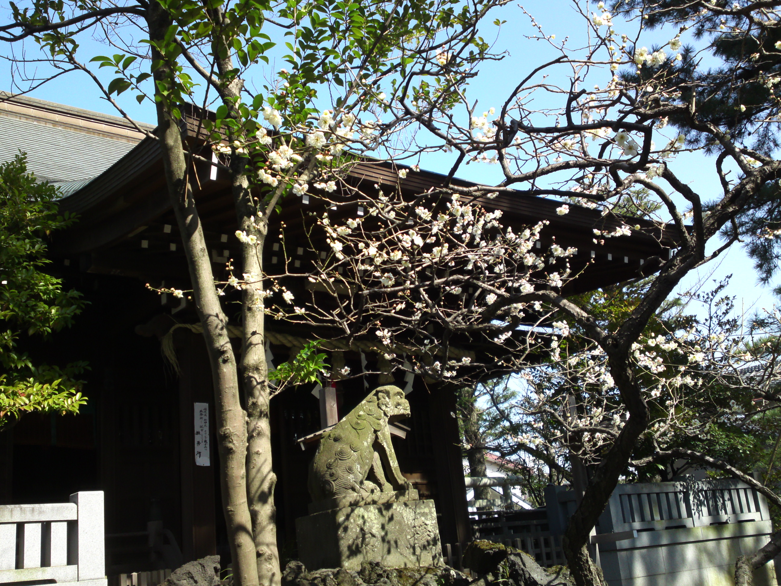 2016年早春梅の花咲く白幡天神社の写真１４