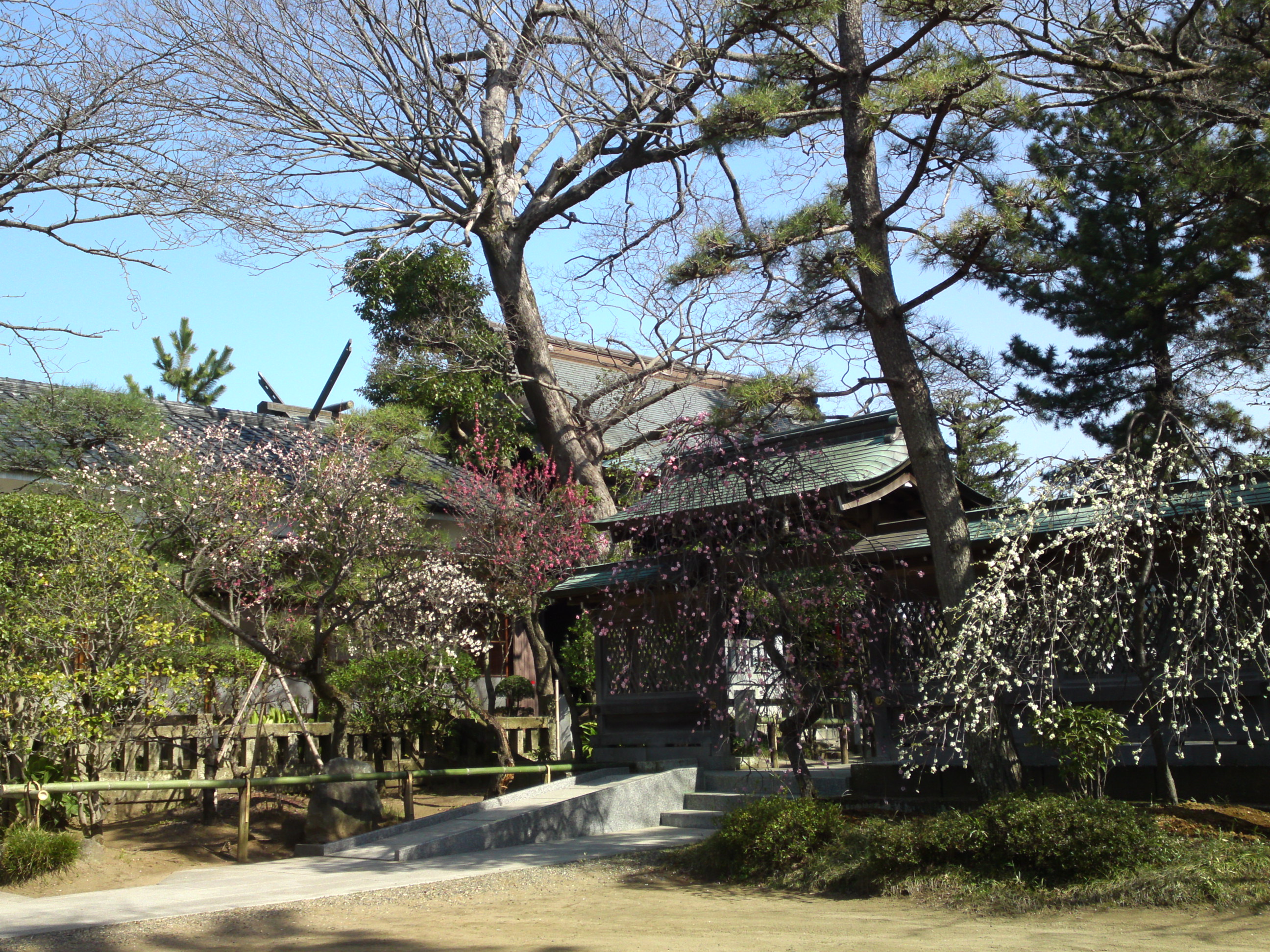 2016年早春梅の花咲く白幡天神社の写真１５