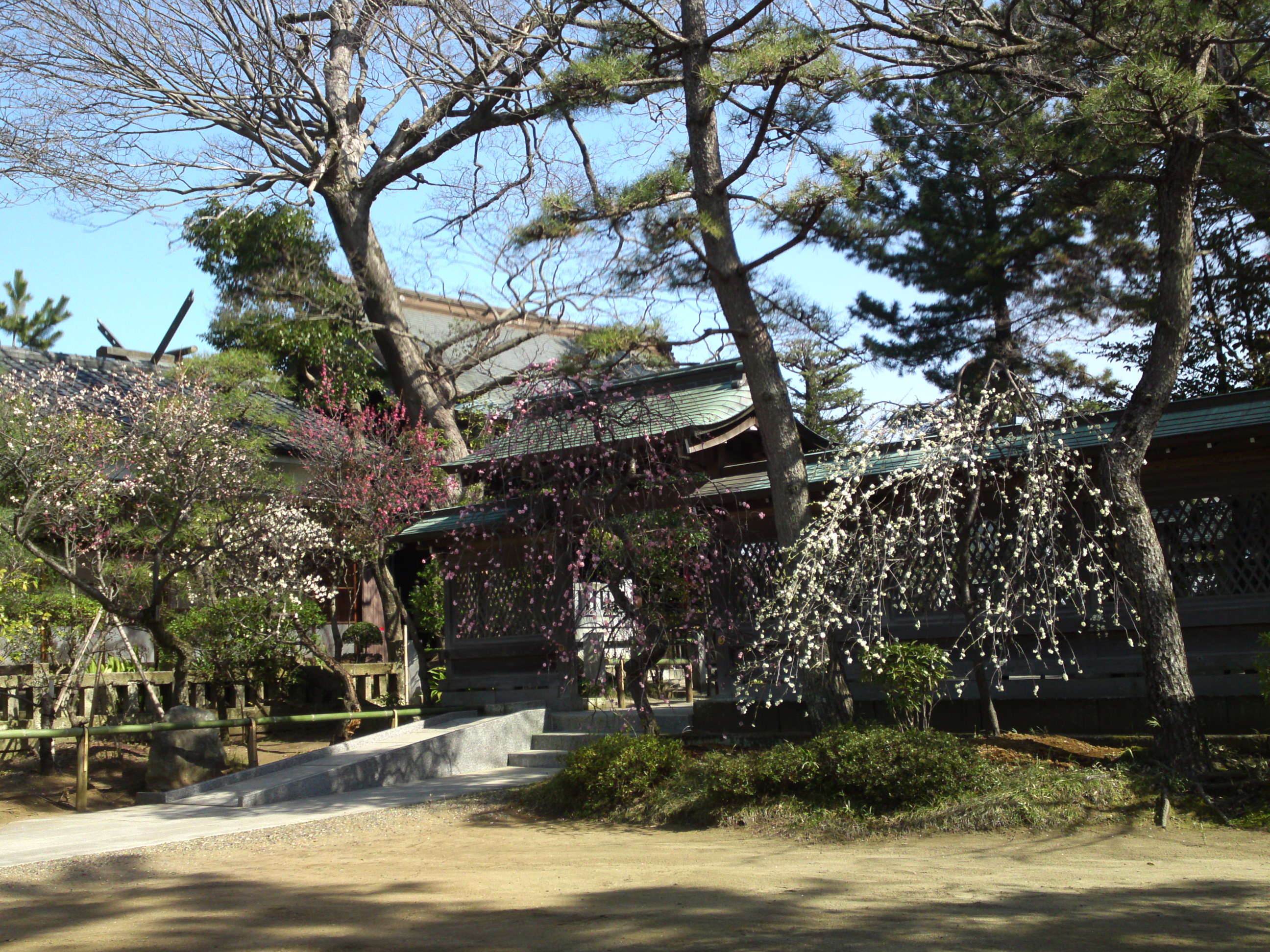 2016年早春梅の花咲く白幡天神社の写真１６