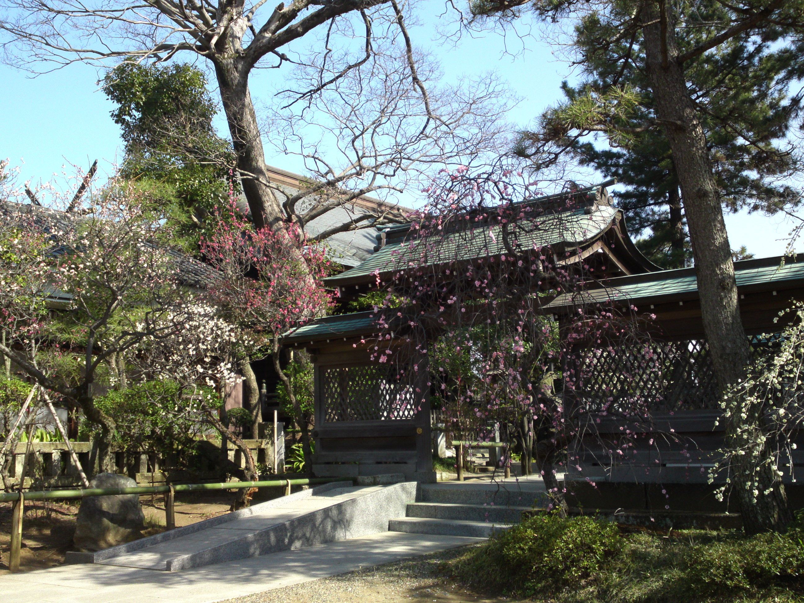 2016年早春梅の花咲く白幡天神社の写真１７
