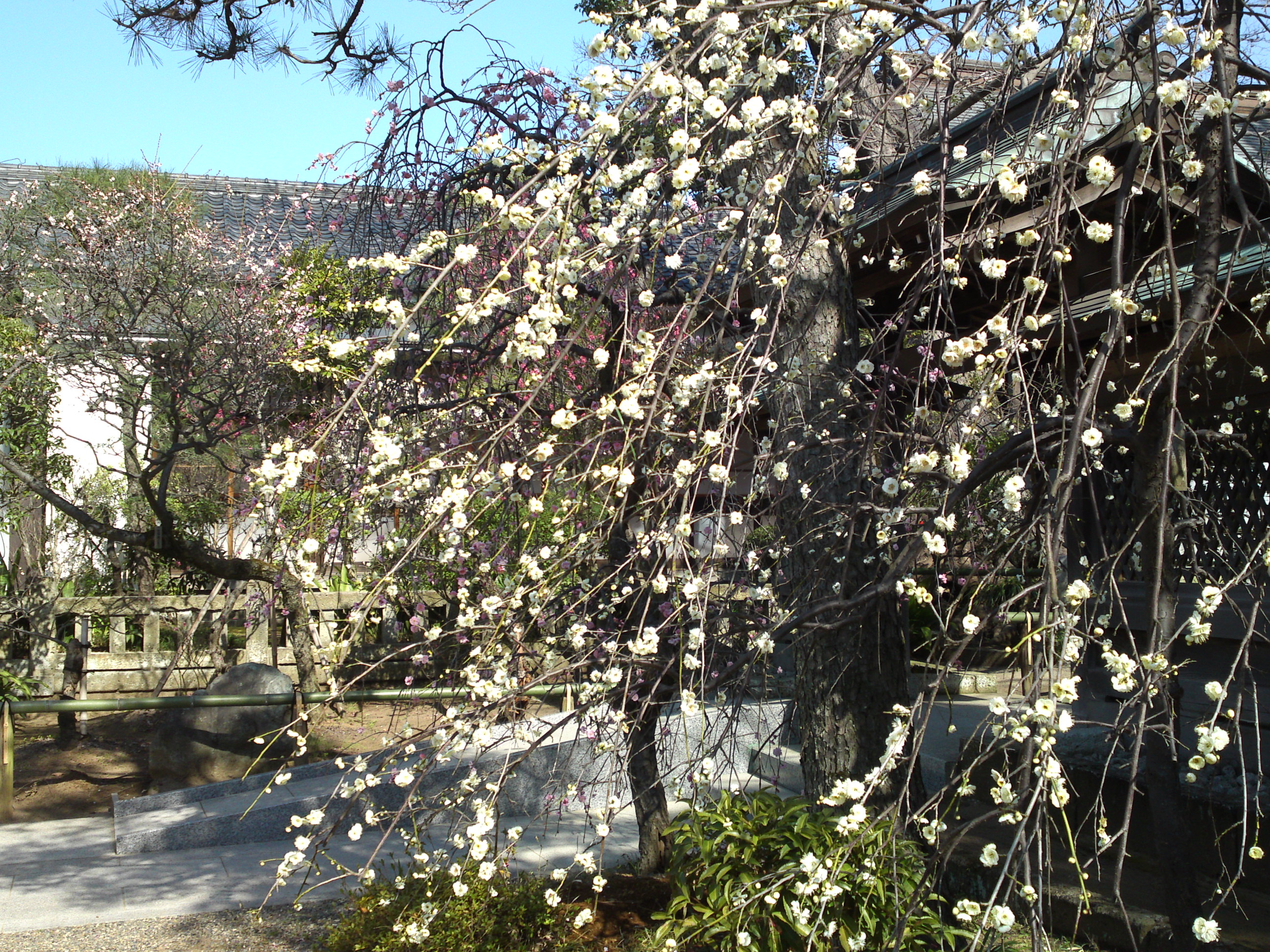 2016年早春梅の花咲く白幡天神社の写真１８