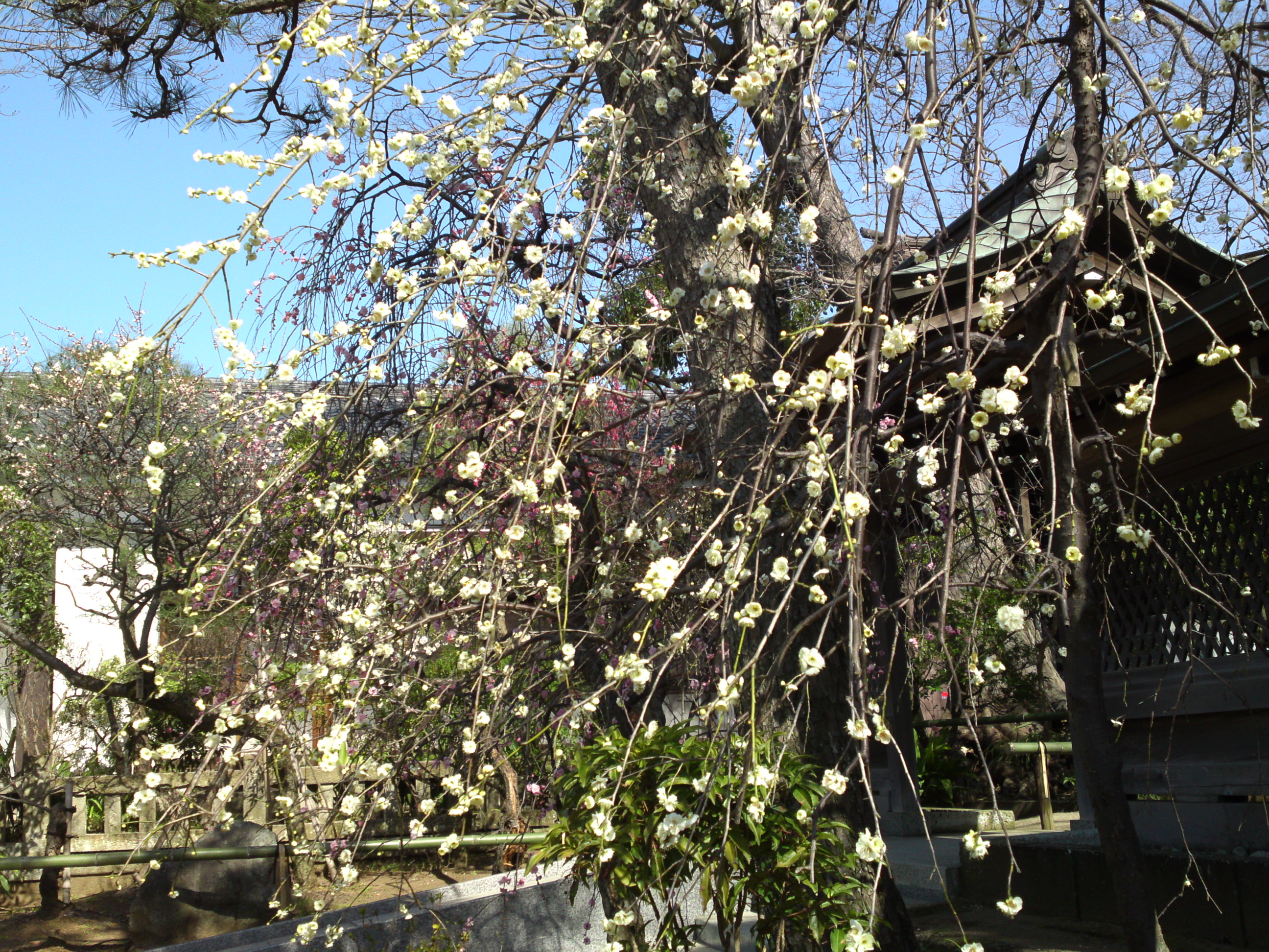 2016年早春梅の花咲く白幡天神社の写真１９