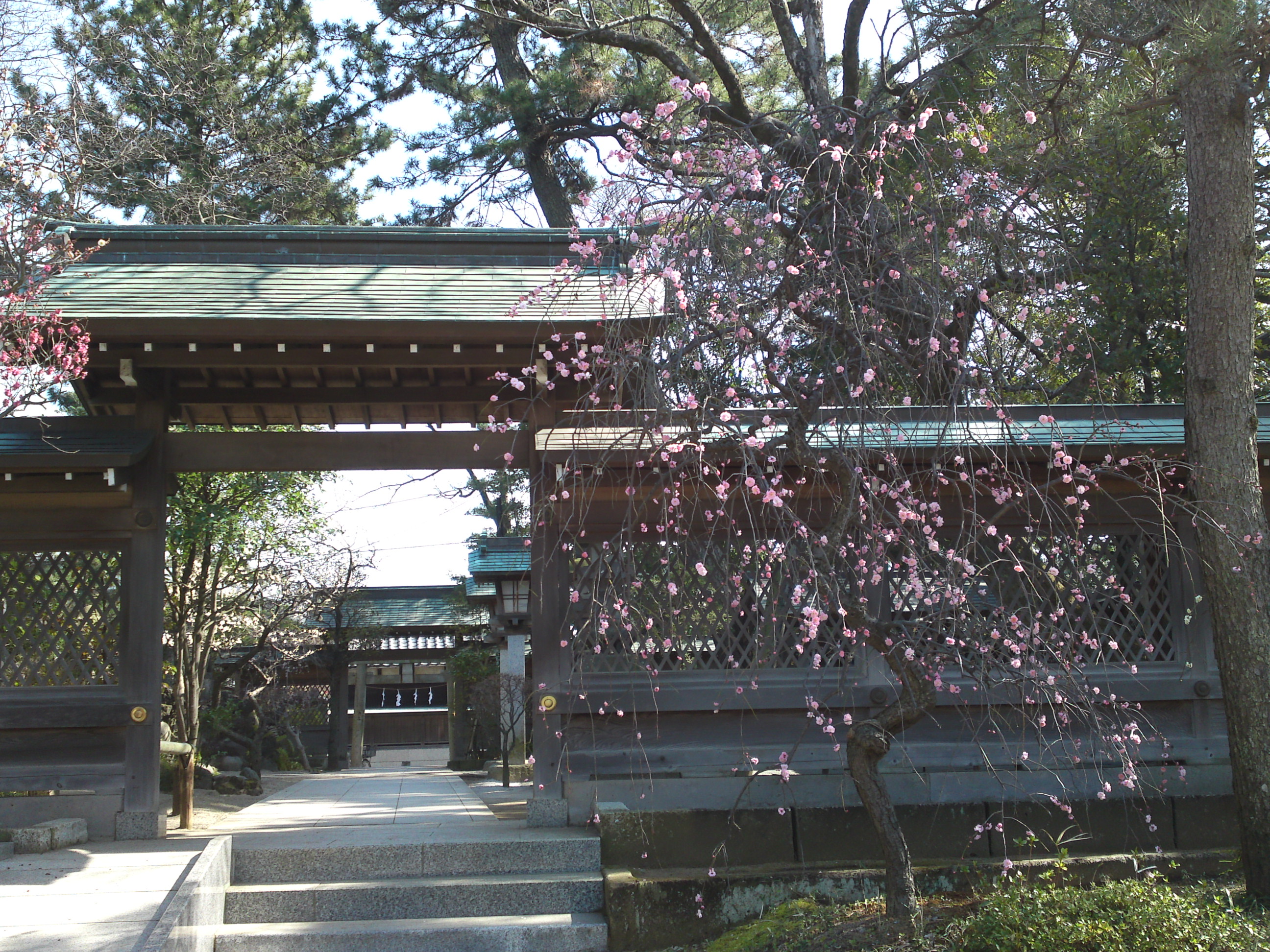 2016年早春梅の花咲く白幡天神社の写真２０