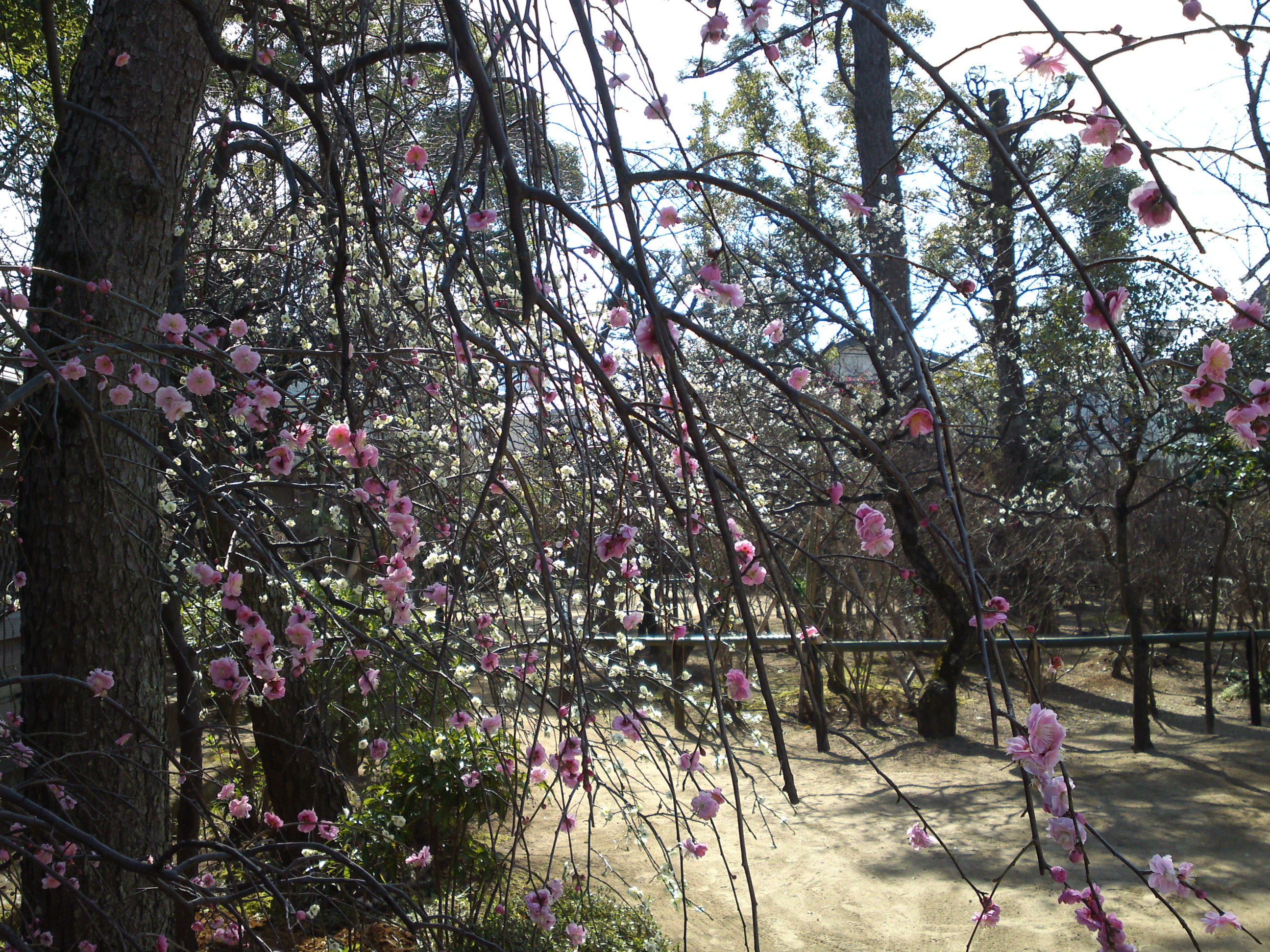 2016年早春梅の花咲く白幡天神社の写真２１