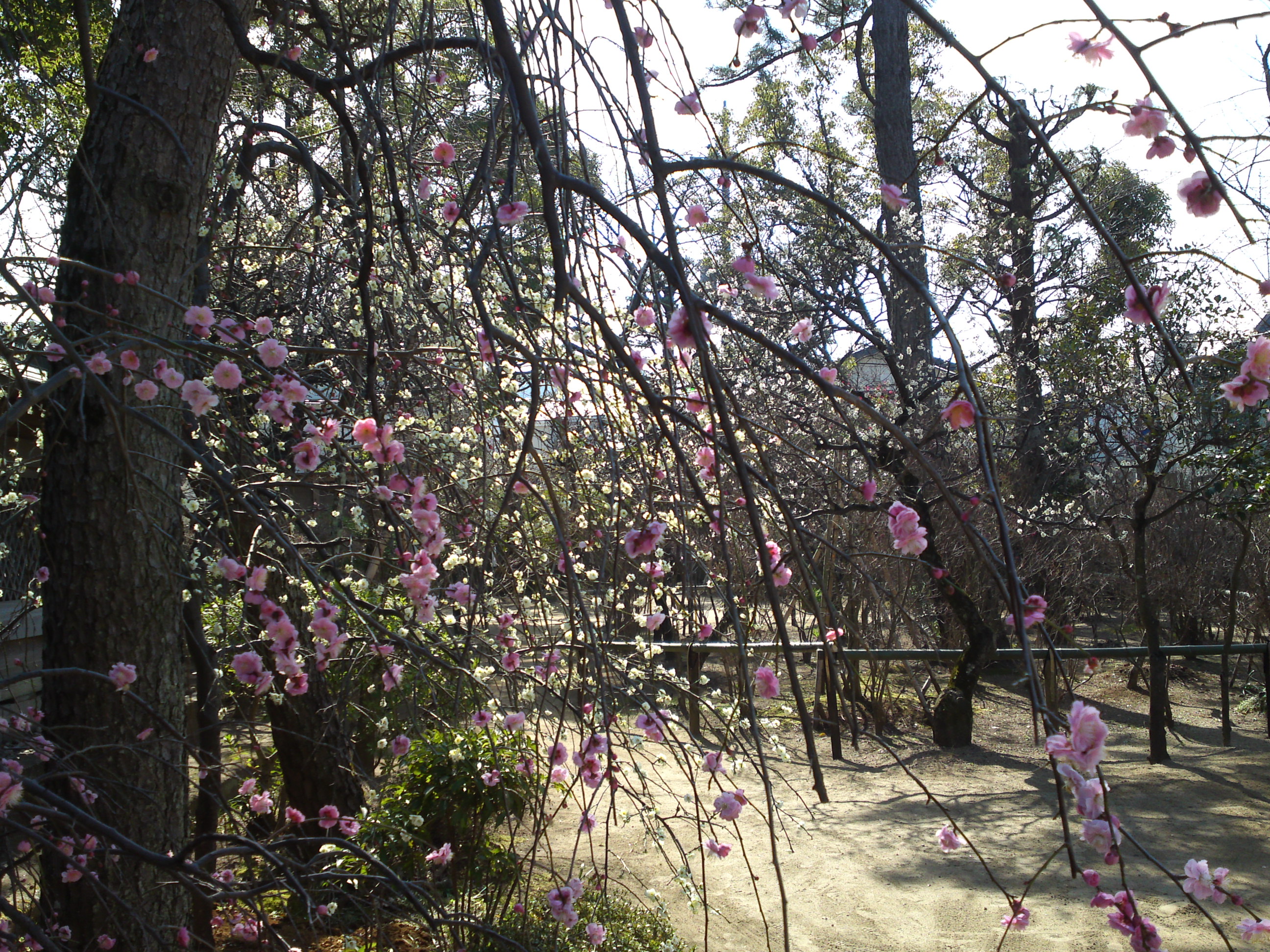 2016年早春梅の花咲く白幡天神社の写真２２