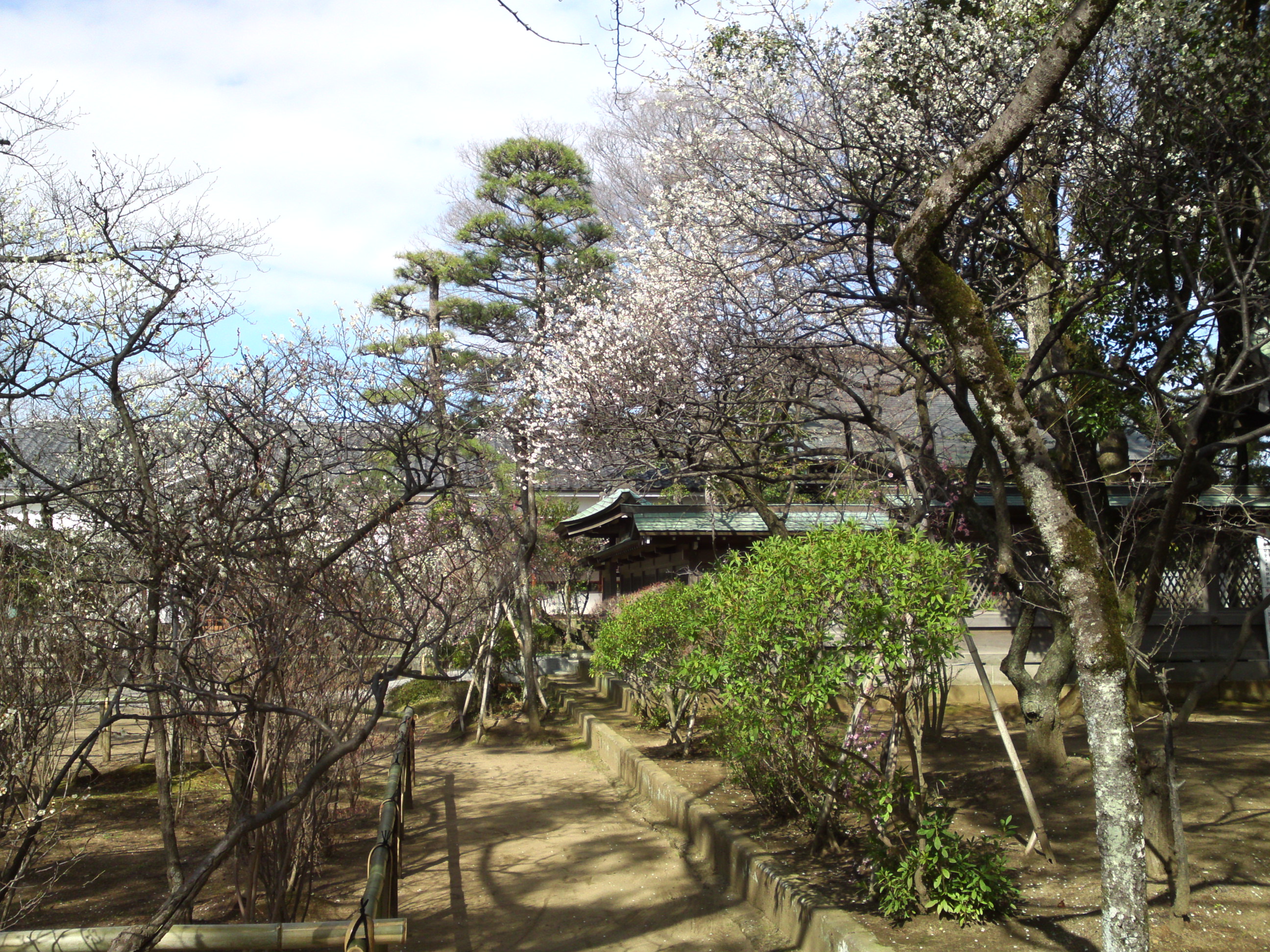 2016年早春梅の花咲く白幡天神社の写真２３