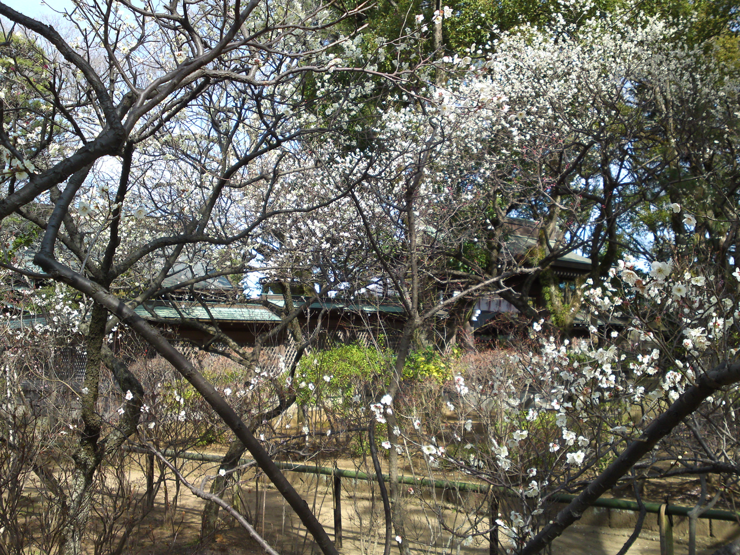 2016年早春梅の花咲く白幡天神社の写真２５