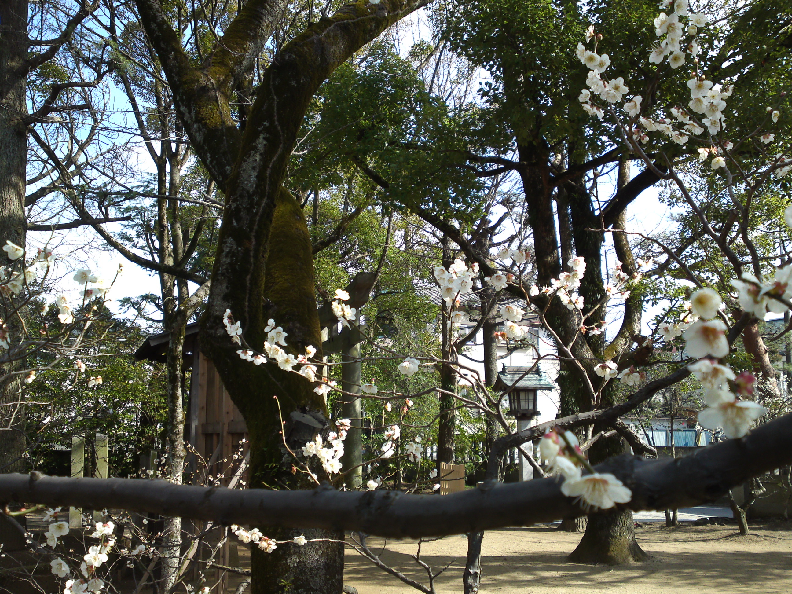 2016年早春梅の花咲く白幡天神社の写真２６
