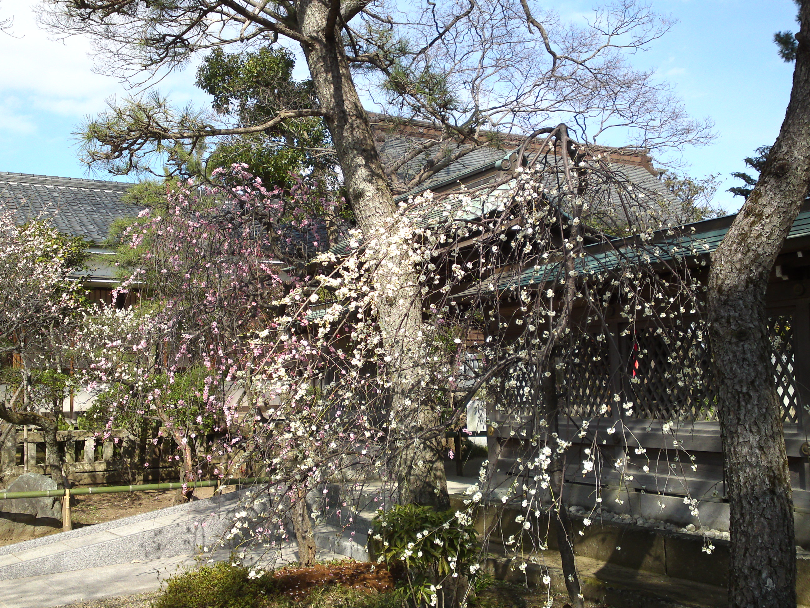 2016年早春梅の花咲く白幡天神社の写真２７